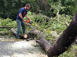 Best Tree Maintenance Programs  in Madison Center, CT