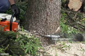 Best Storm Damage Tree Cleanup  in Madison Center, CT