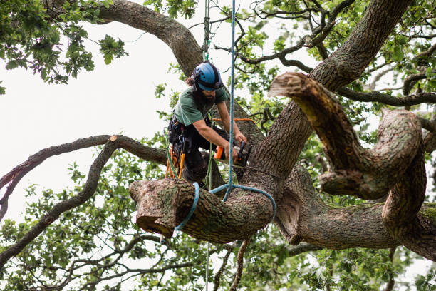 Best Hedge Trimming  in Madison Center, CT