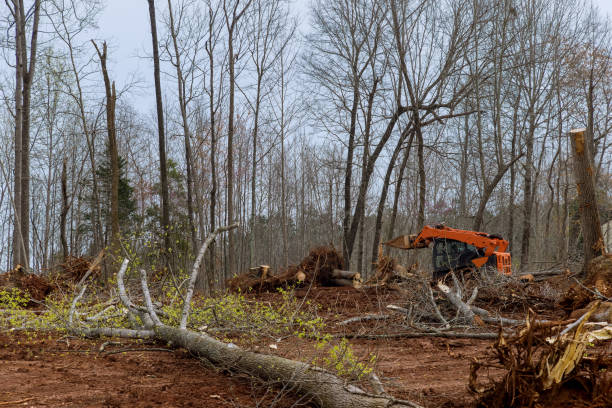 Best Emergency Tree Removal  in Madison Center, CT