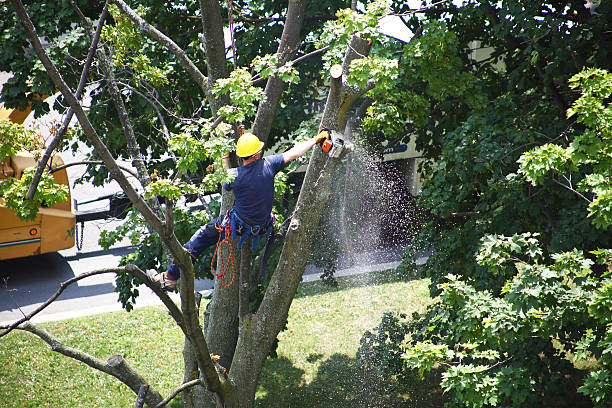 Best Lawn Disease Treatment  in Madison Center, CT